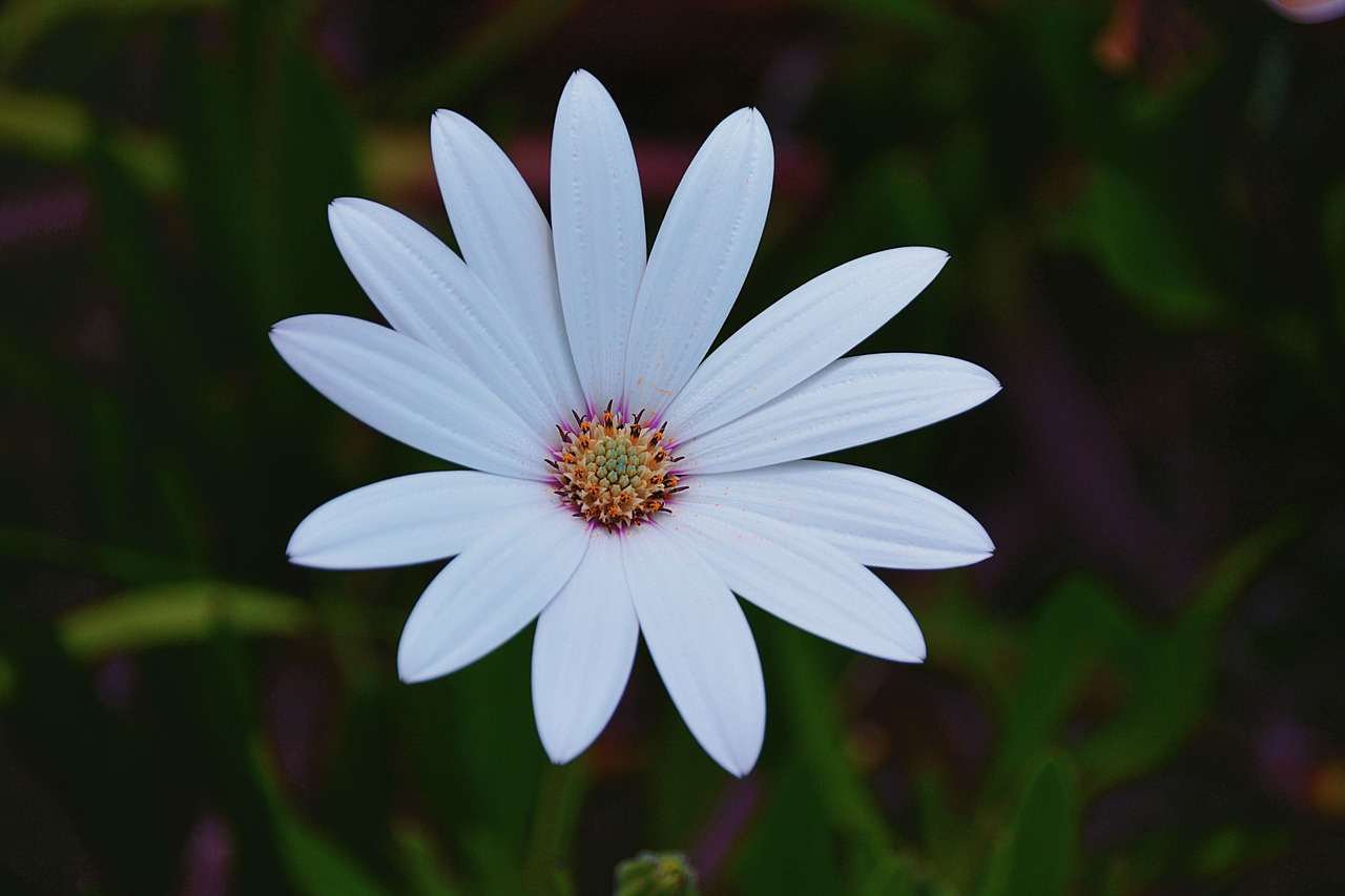 flower marguerite petals free photo