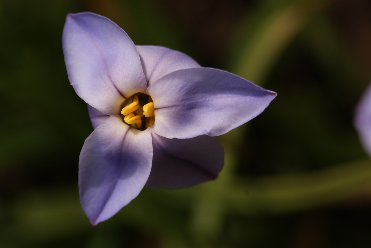 flower purple spring free photo