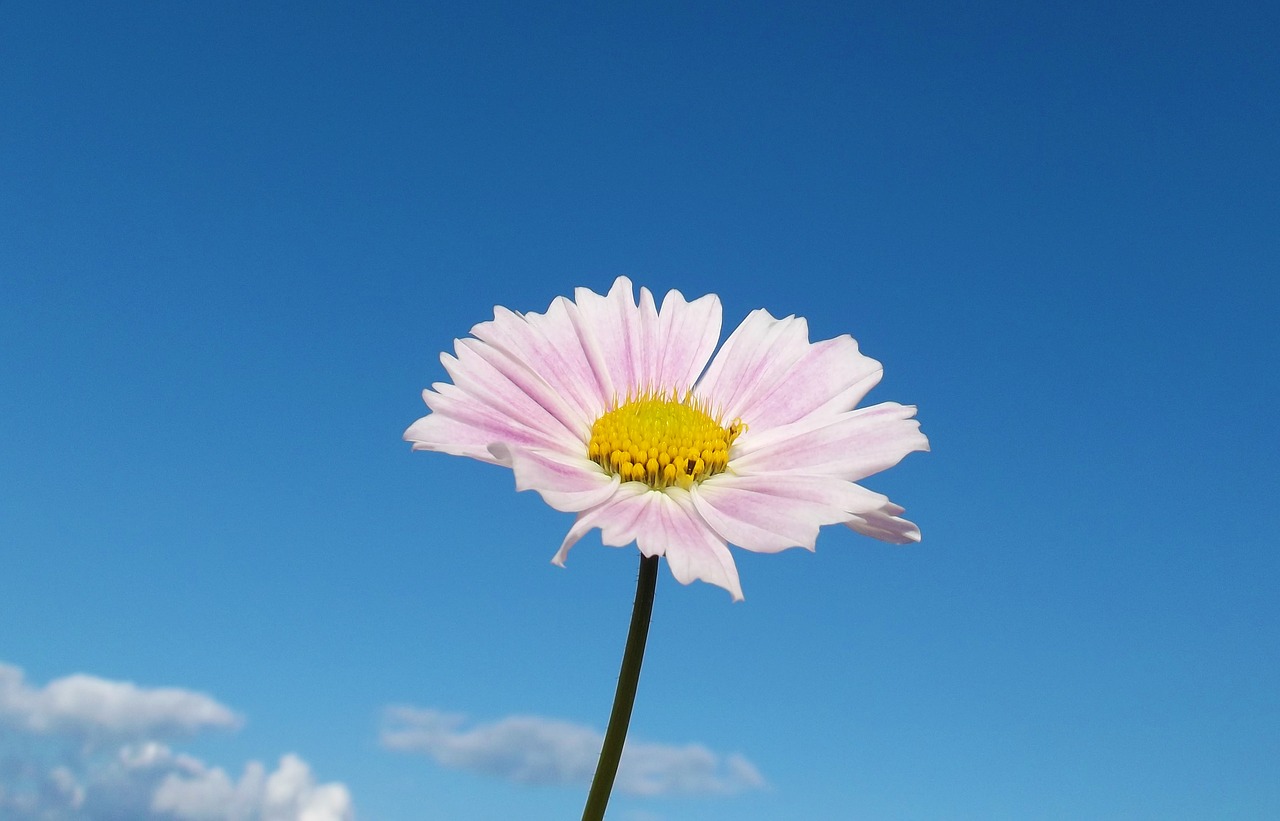 flower cosmos macro free photo