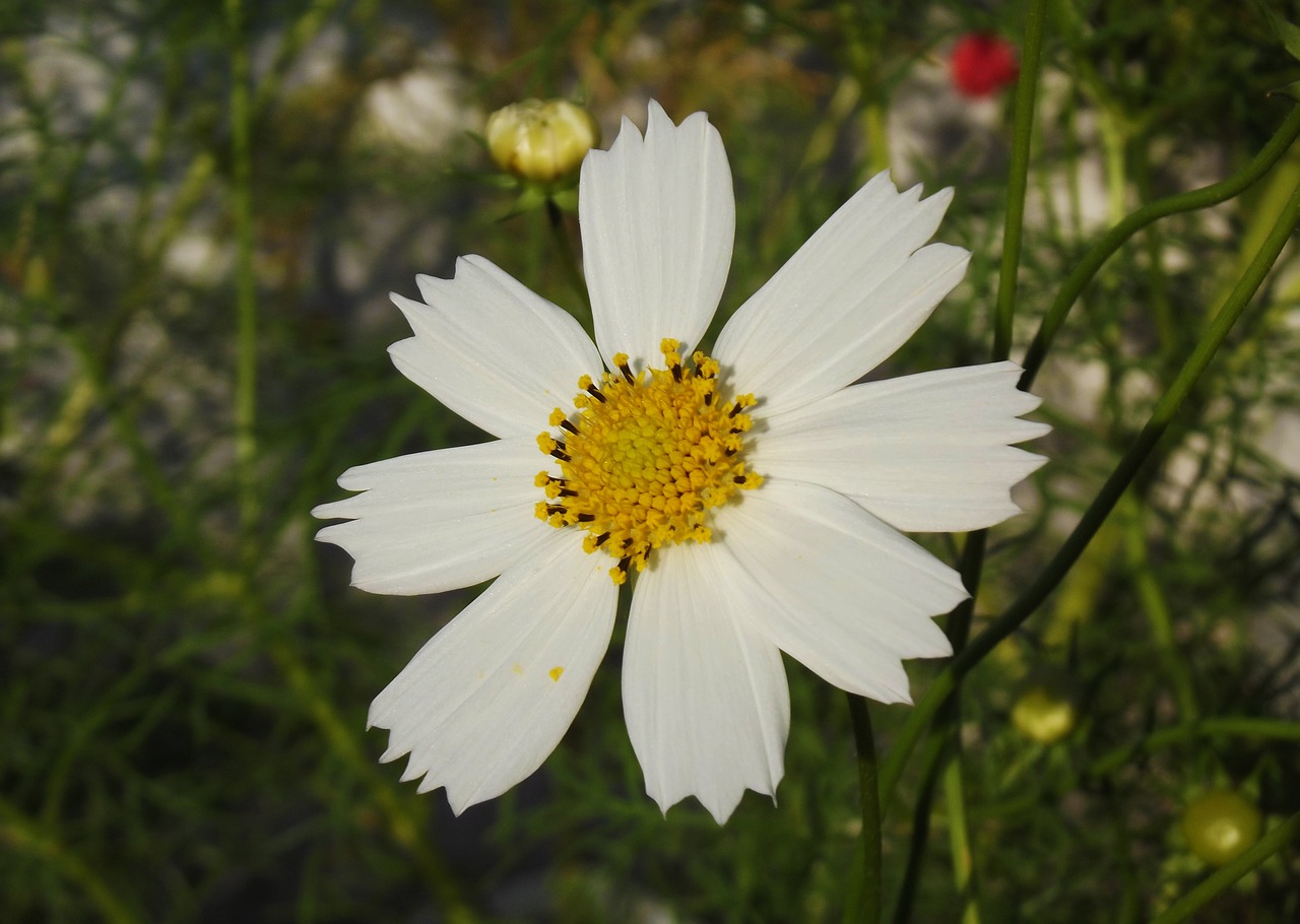 flower cosmos macro free photo