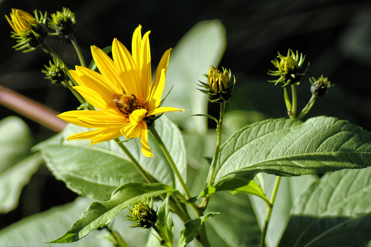 flower nature yellow free photo