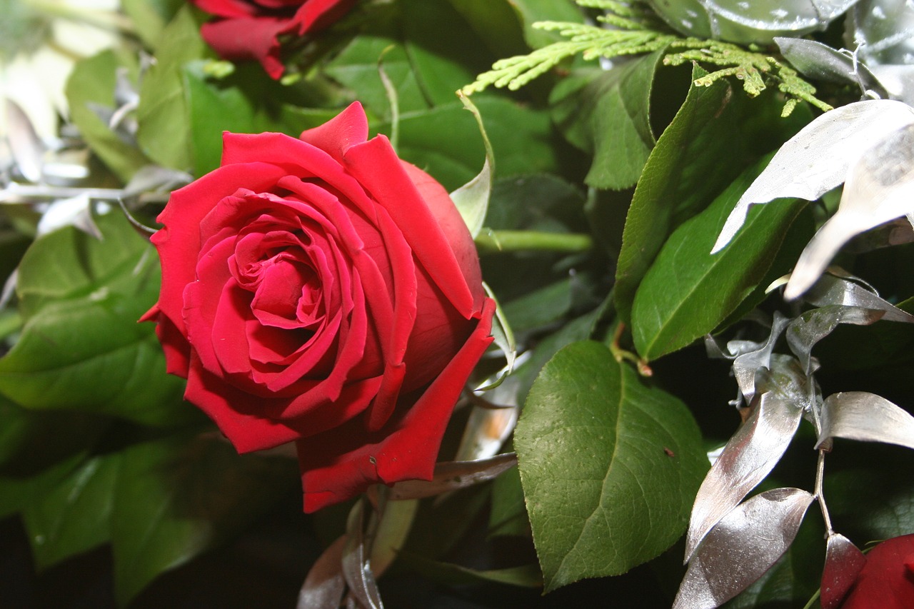 flower rose red free photo