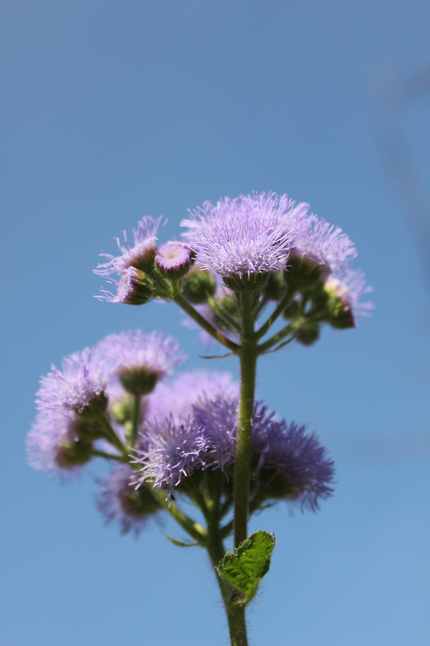 flower purple purple flowers free photo