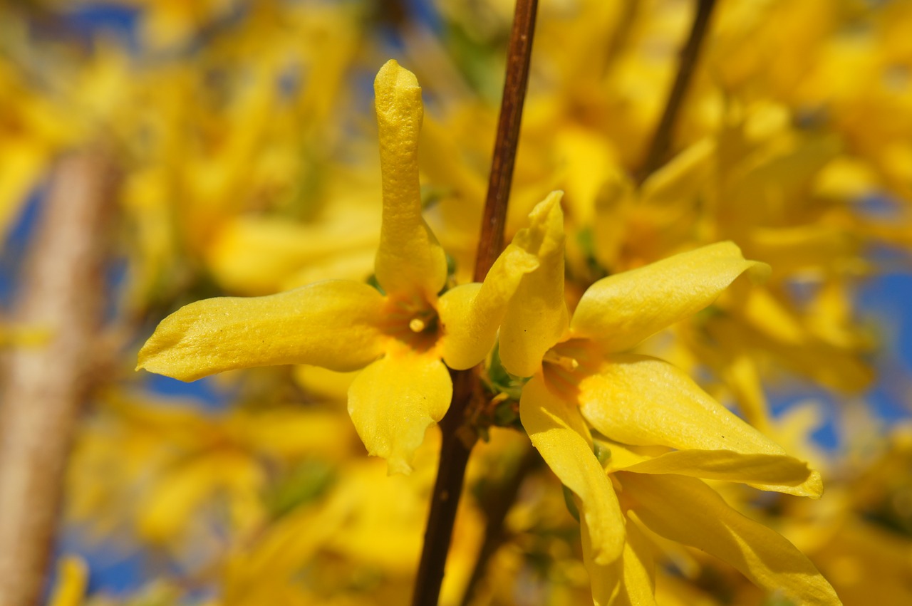 forsythia flower flora free photo