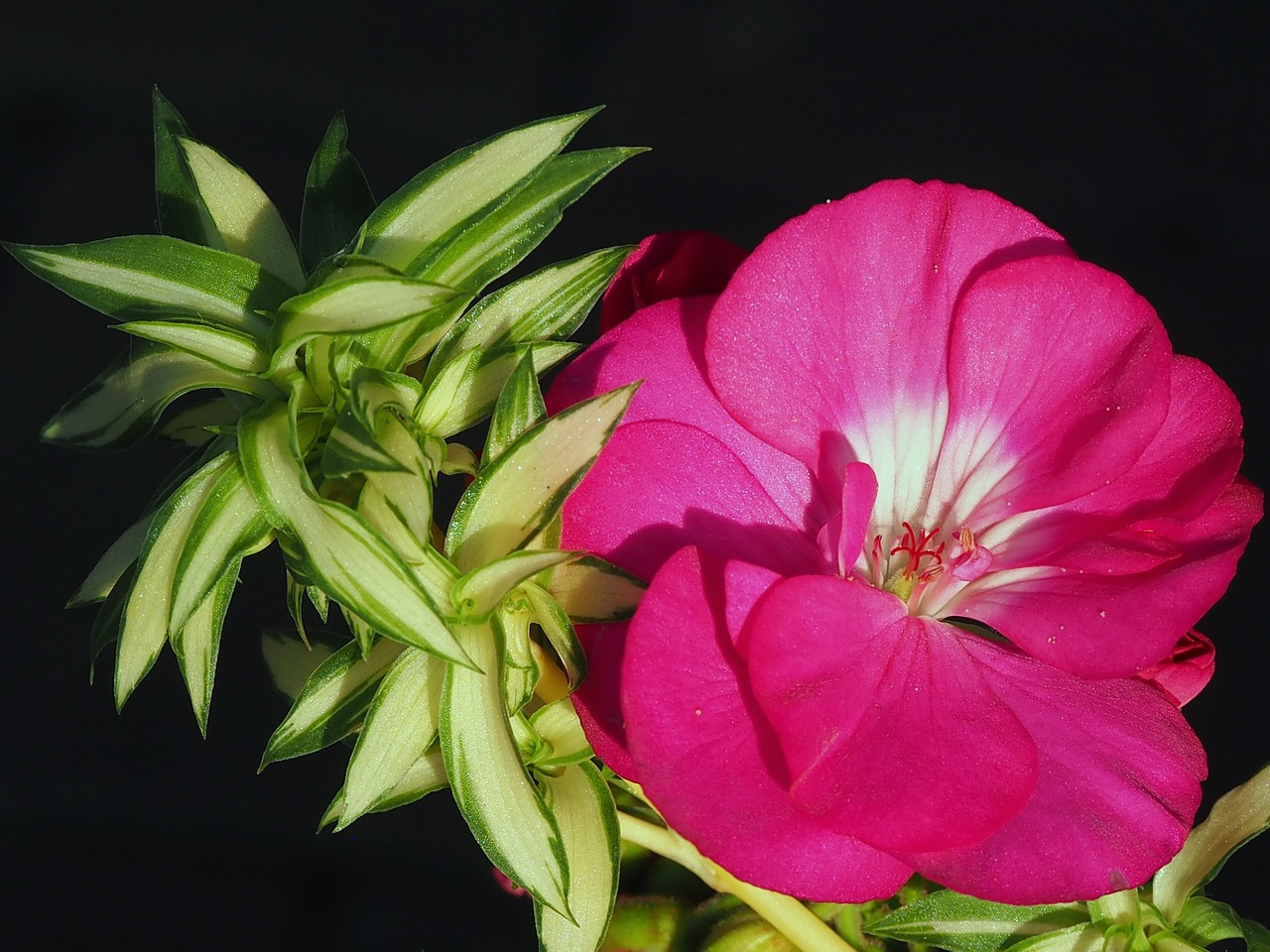 flower nutmeg balcony flowers free photo