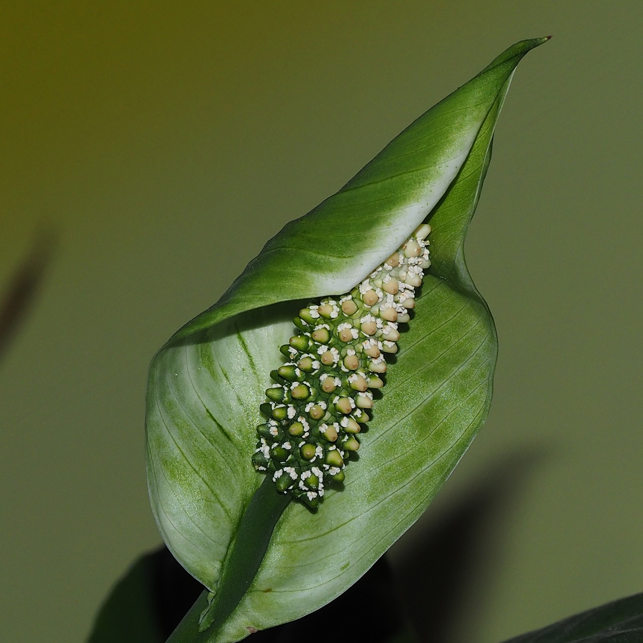 flower plant macro free photo