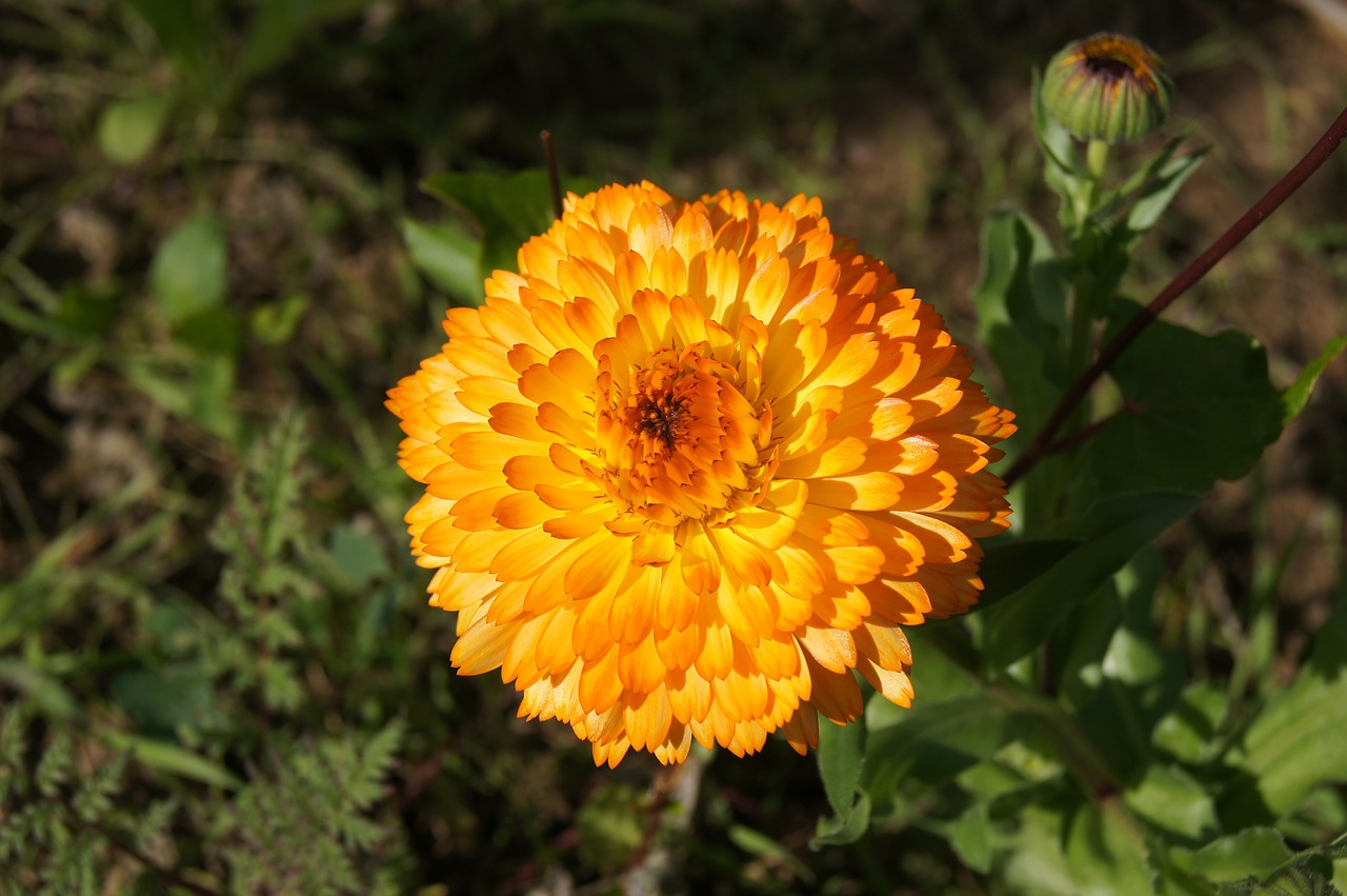 flower yellow garden free photo