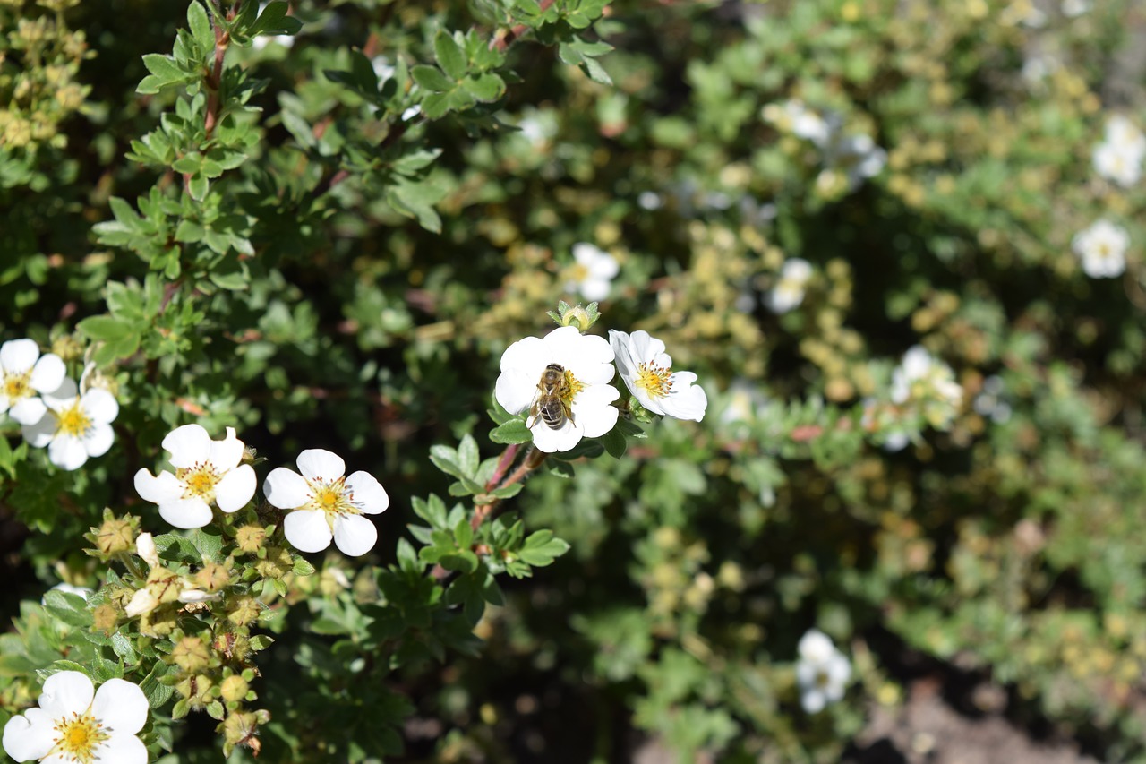 flower bee august free photo