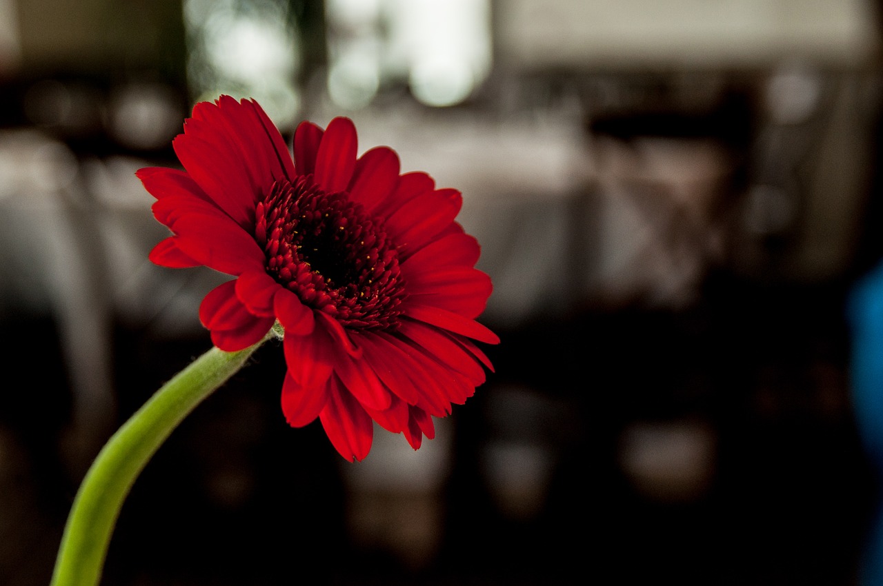 flower daisy bloom free photo