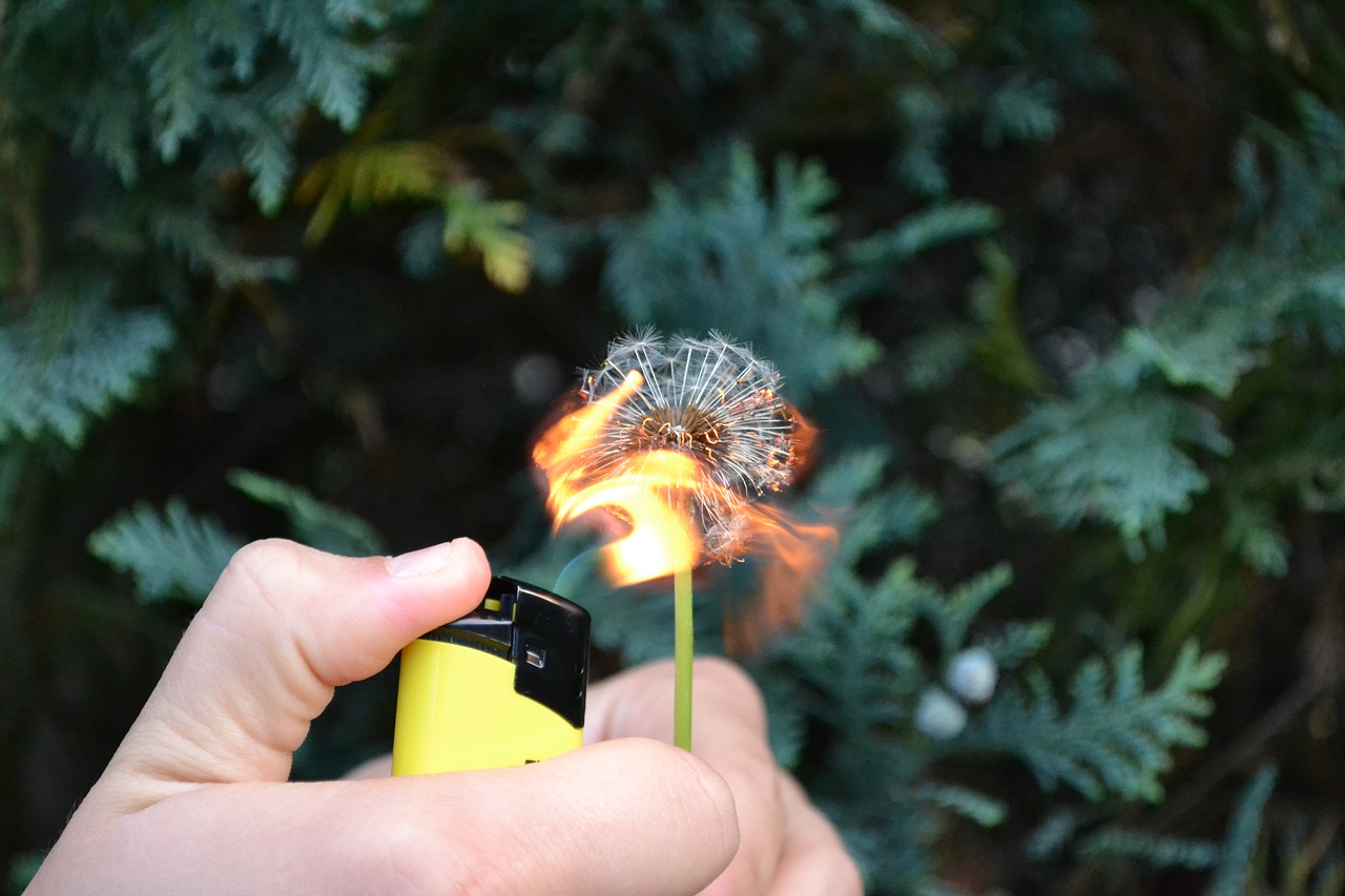 flower fire flammable free photo