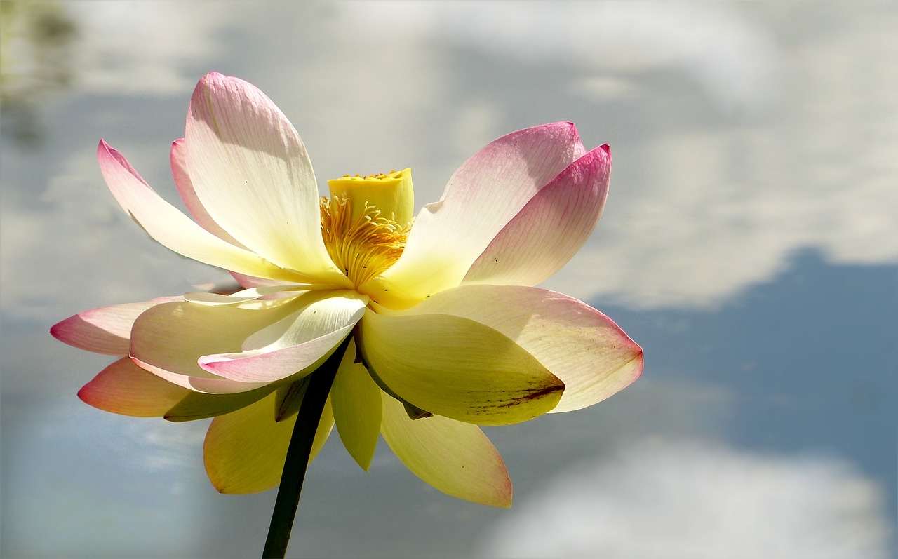 flower lotus flower lerlumbonaceae free photo