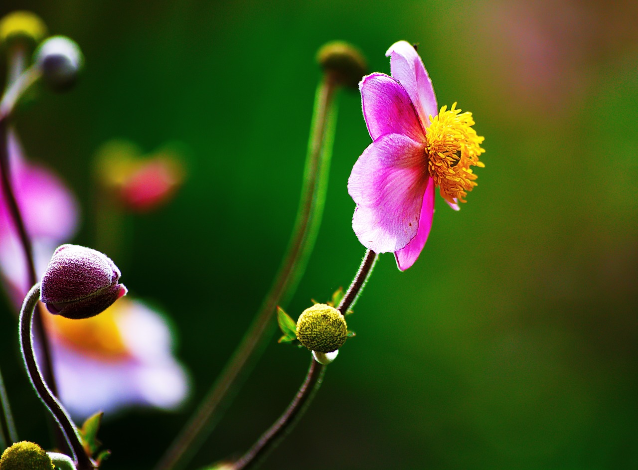 flower petal leaves free photo