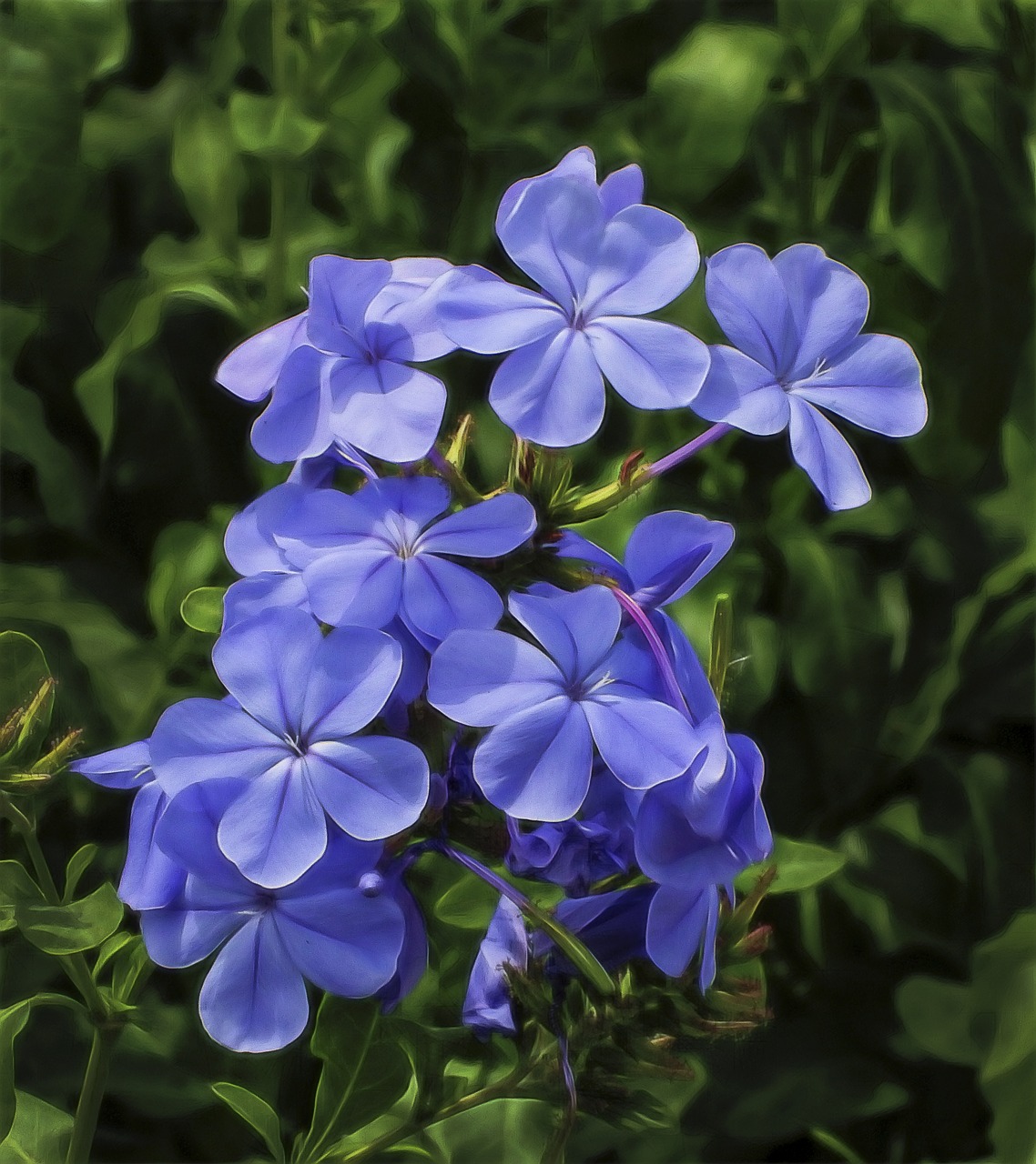 flower phlox garden free photo