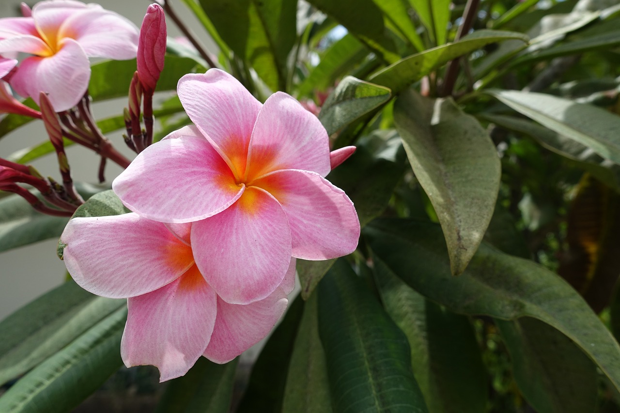 flower pink flowers free photo