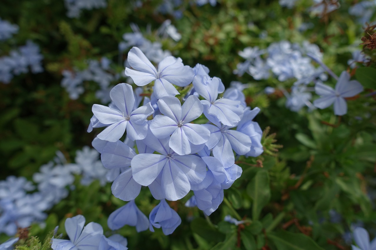 flower purple blue free photo