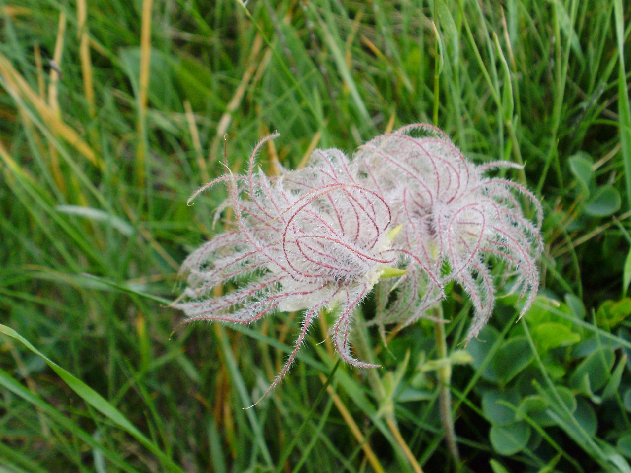 flower anemone nature free photo