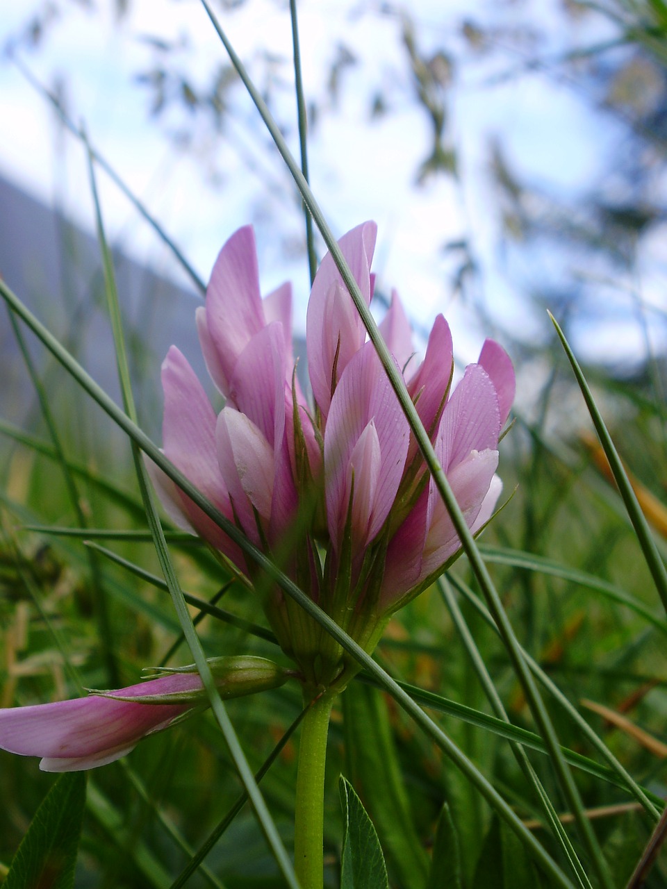 flower grass prato free photo