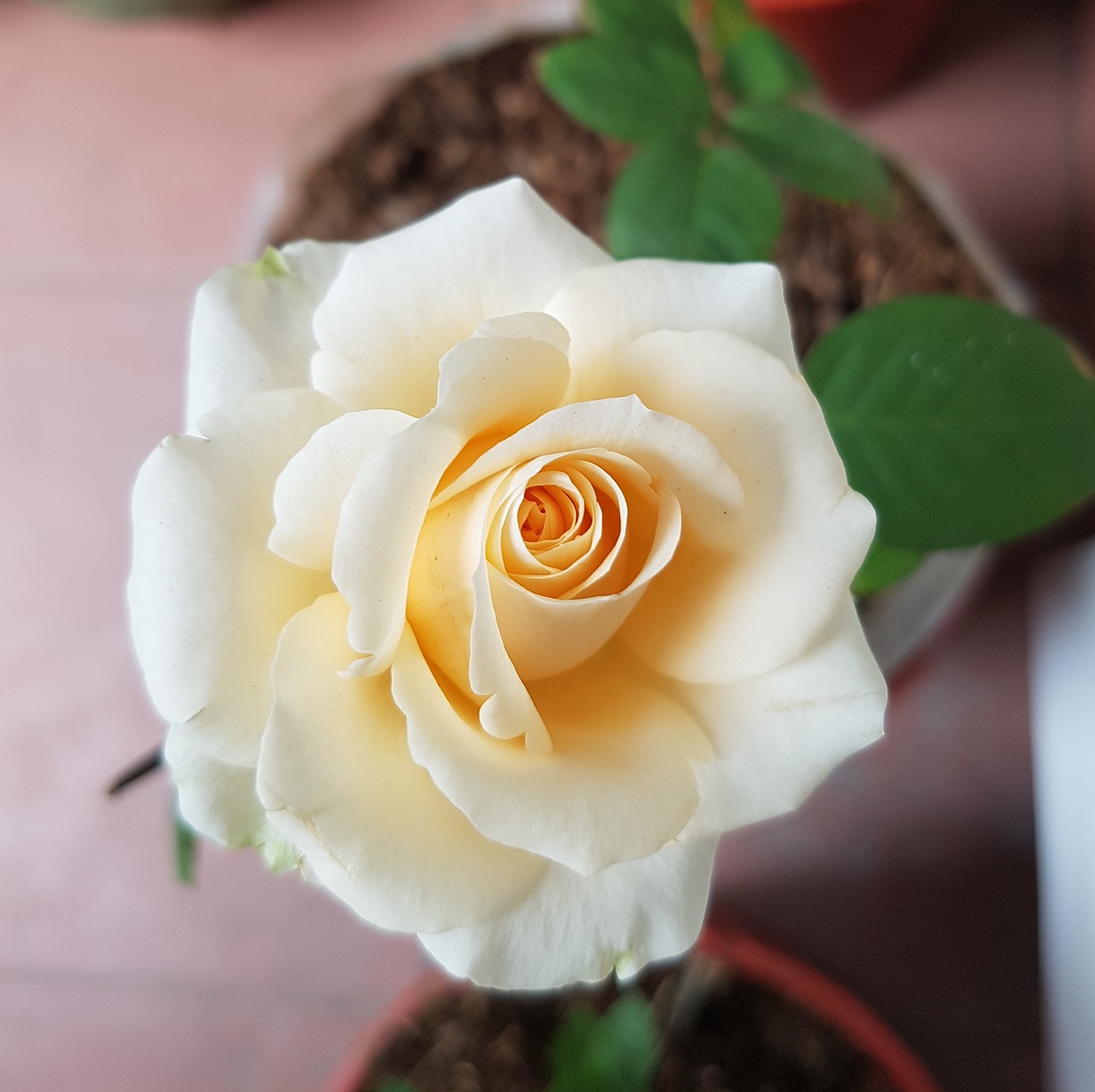 flower rose yellow free photo