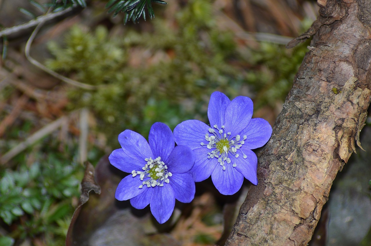 flower anemone nature free photo