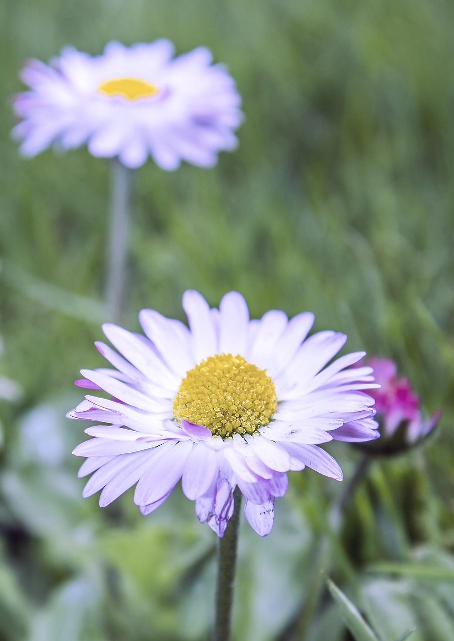 flower daisy nature free photo