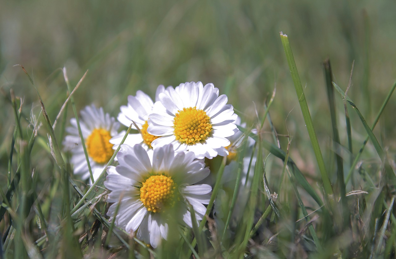 flower daisy plant free photo