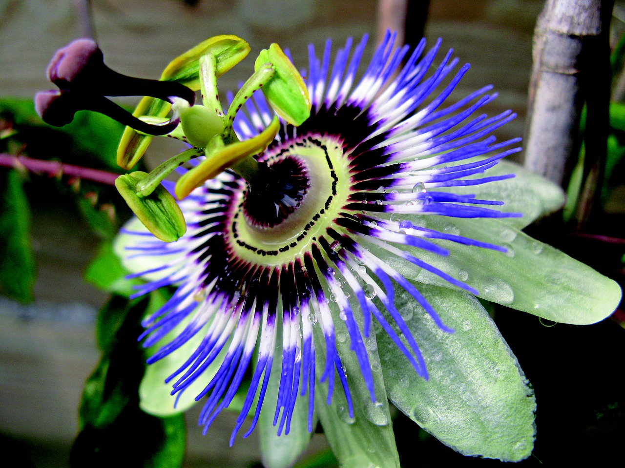 flower passionflower garden free photo