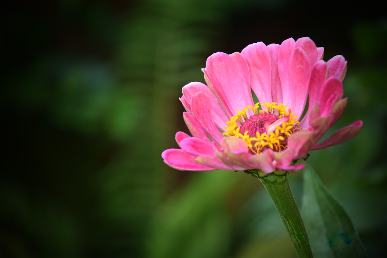 flower pink flowers free photo