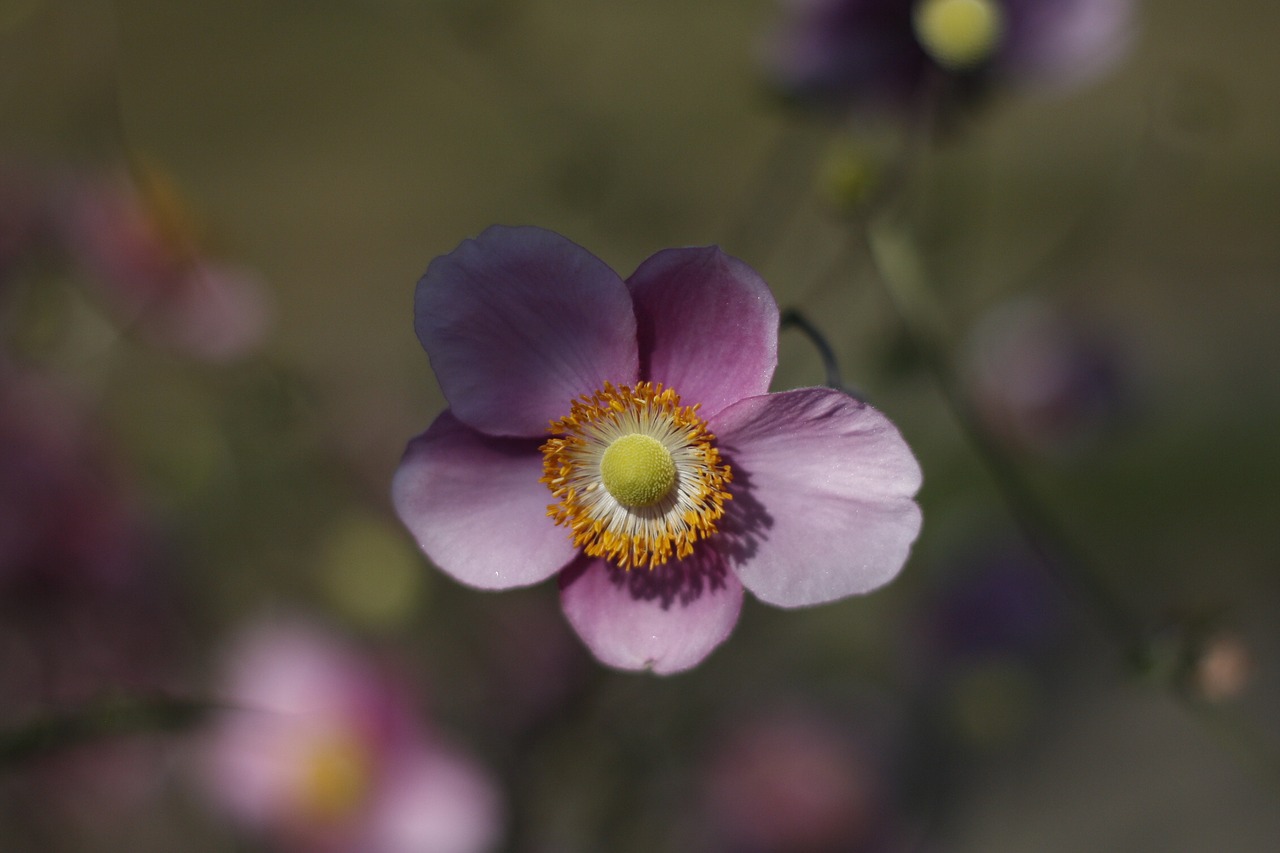 flower bloom nature free photo