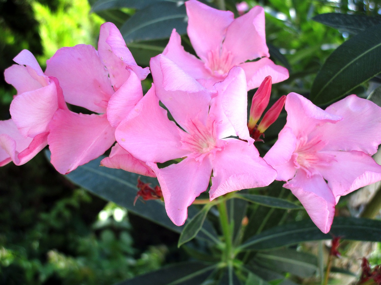oleander flower pink free photo