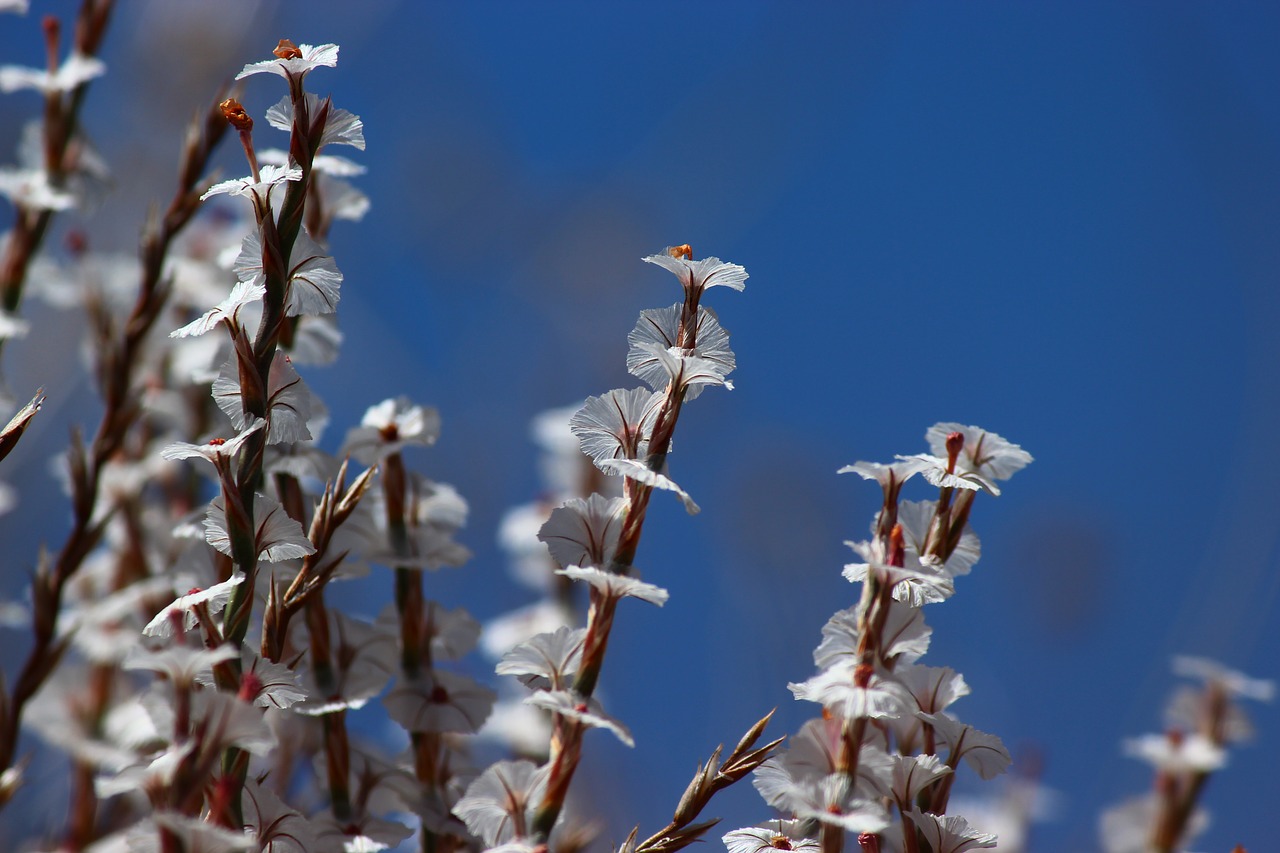 flower malatya summer free photo