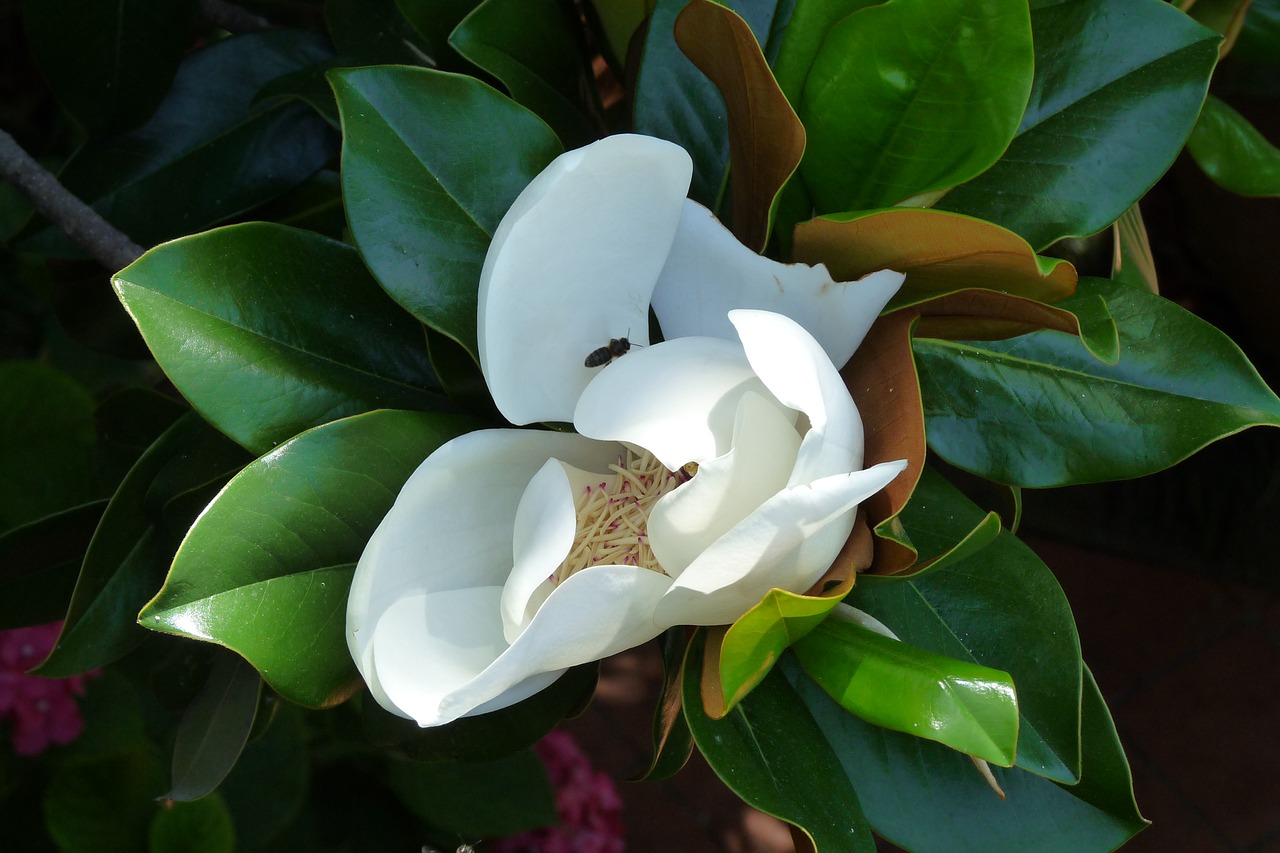 flower white flower magnolia free photo