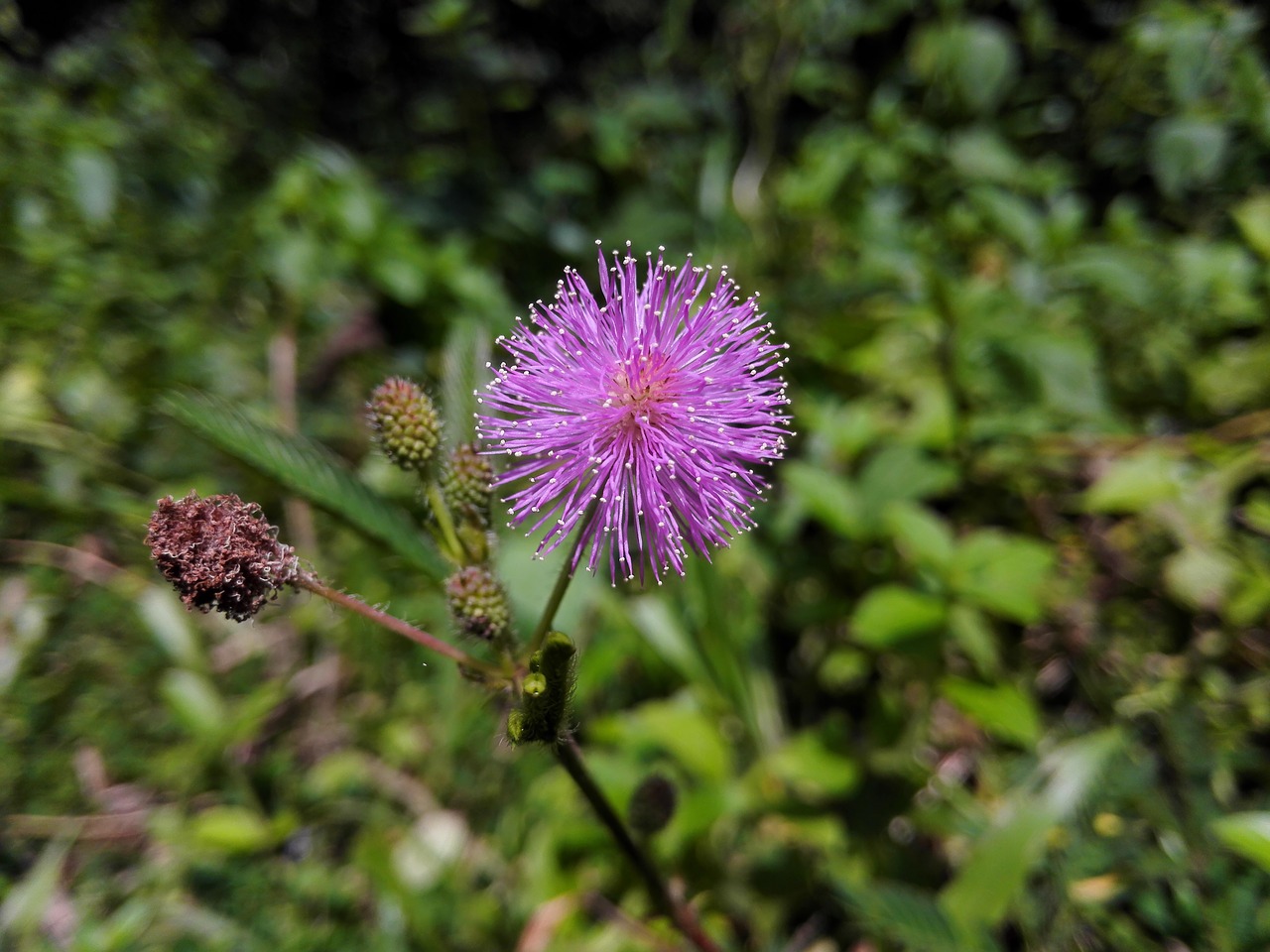 shameplant mimosa pudica flower free photo