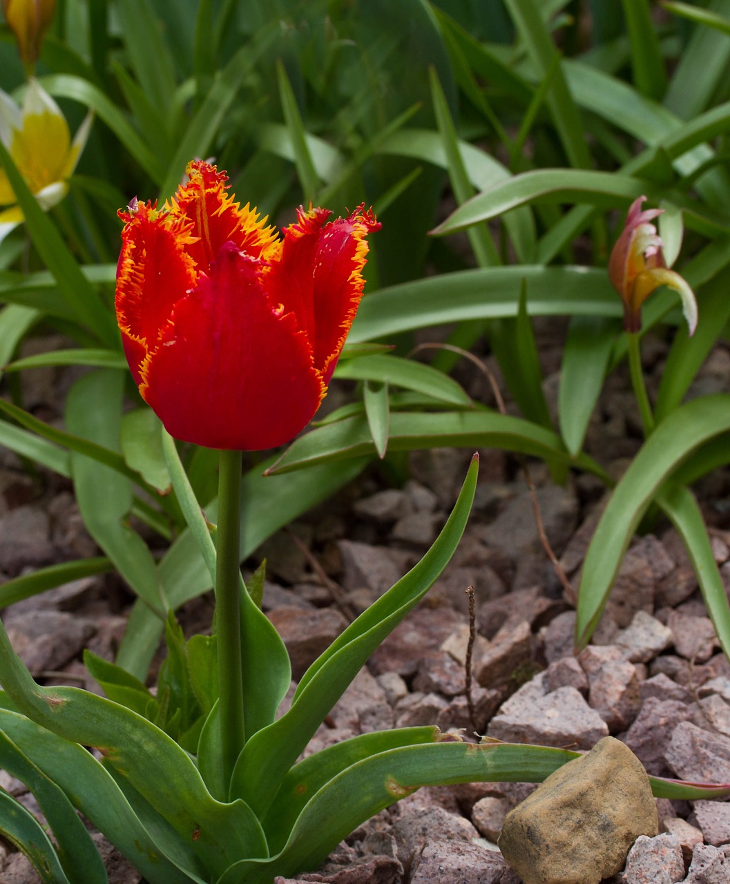 flower tulip spring free photo