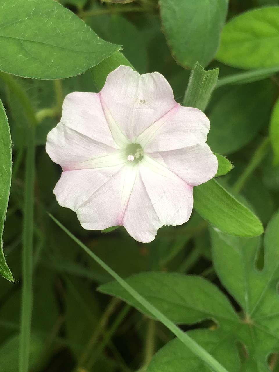 flower jasmine nature free photo