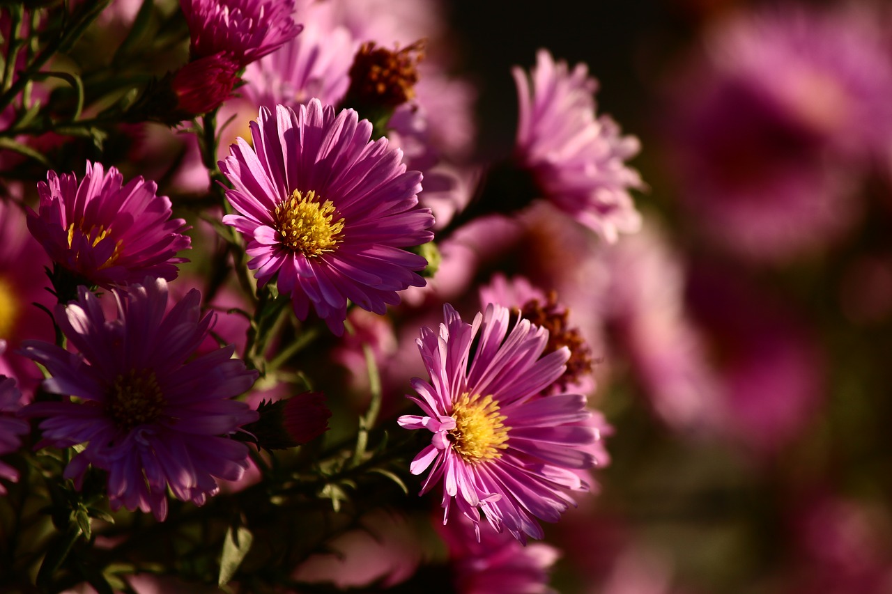 flower rose hill cemetery autumn free photo