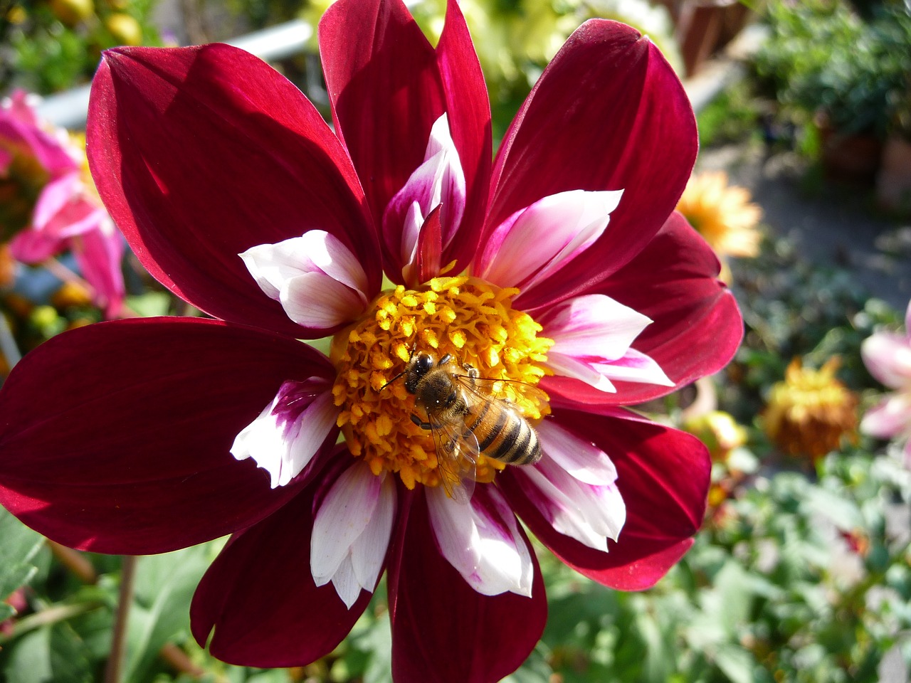 flower bee blossom free photo