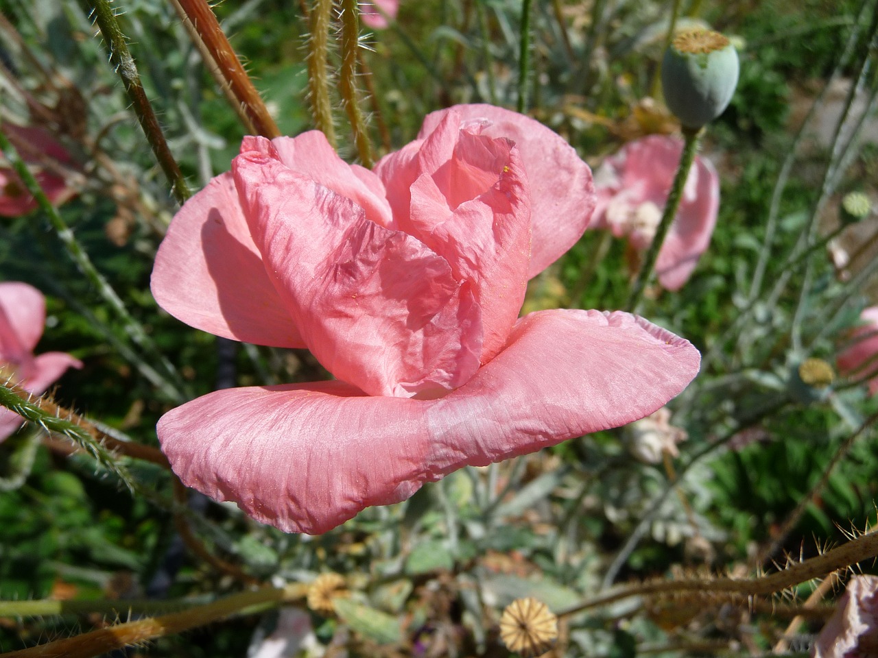 flower poppy pink free photo