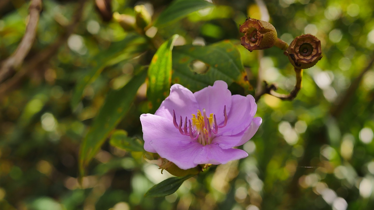 flower purple violet free photo