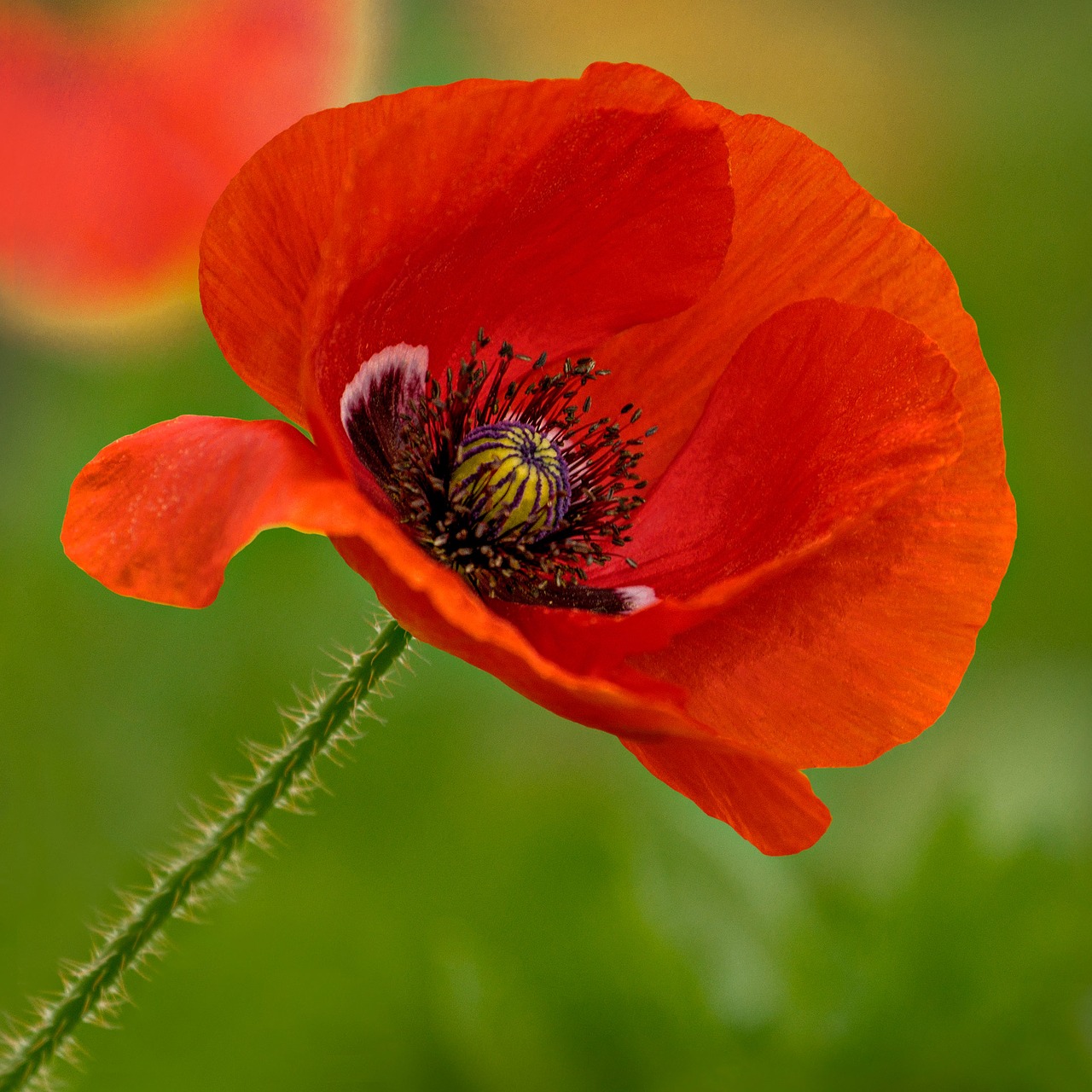 flower poppy mildura free photo