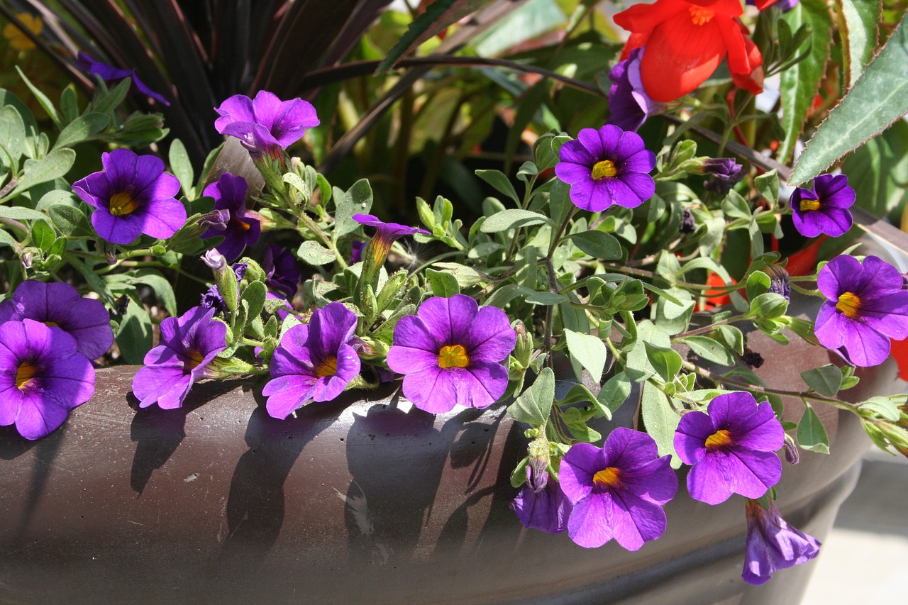 flower purple pot free photo