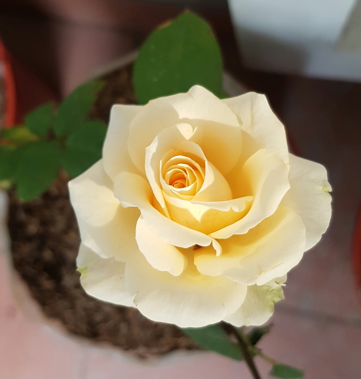 flower rose floral free photo