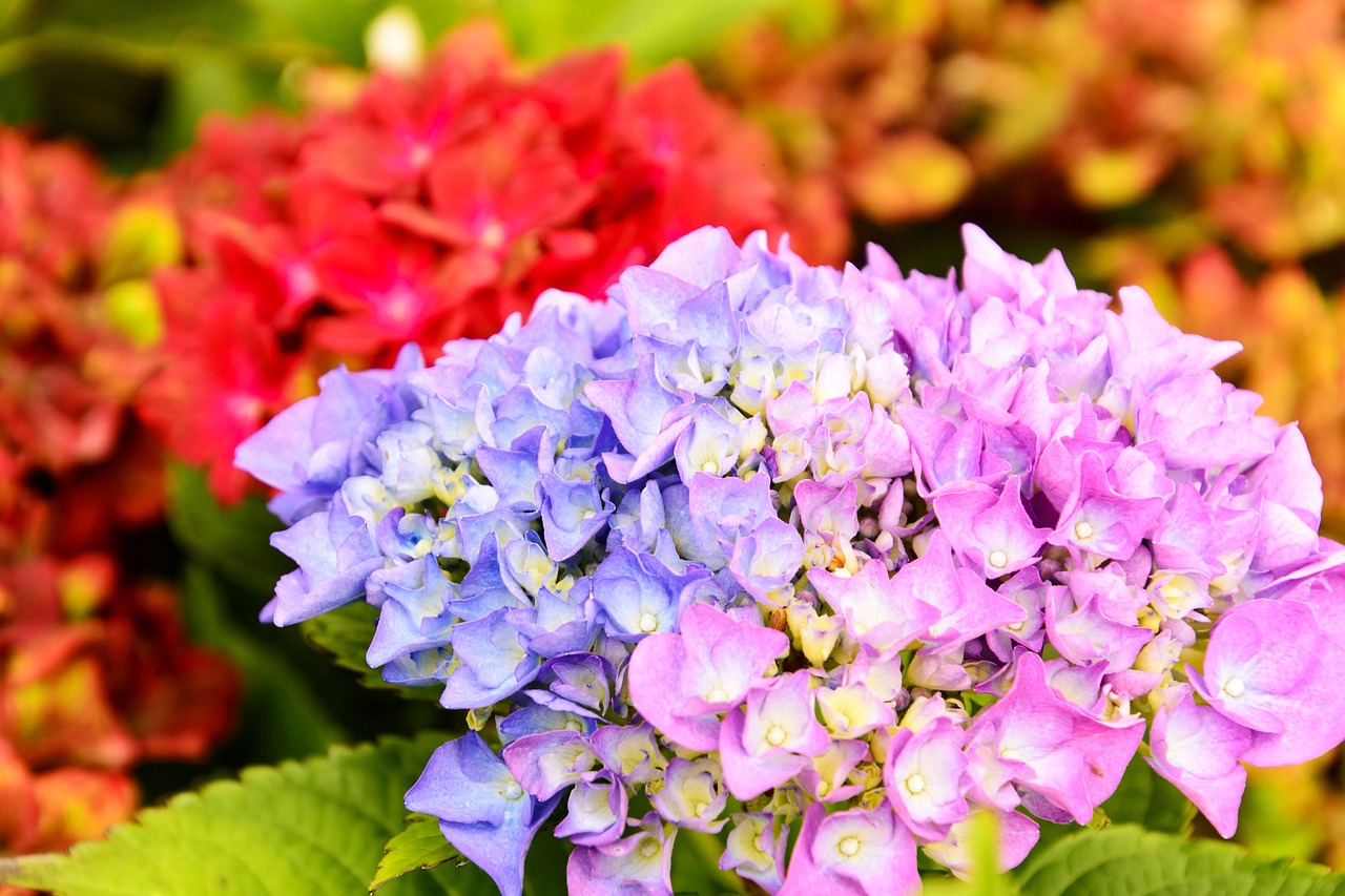 hydrangea flower plant free photo