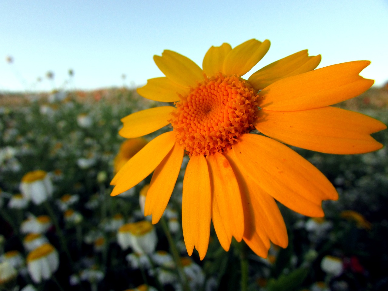 flower sky summer free photo