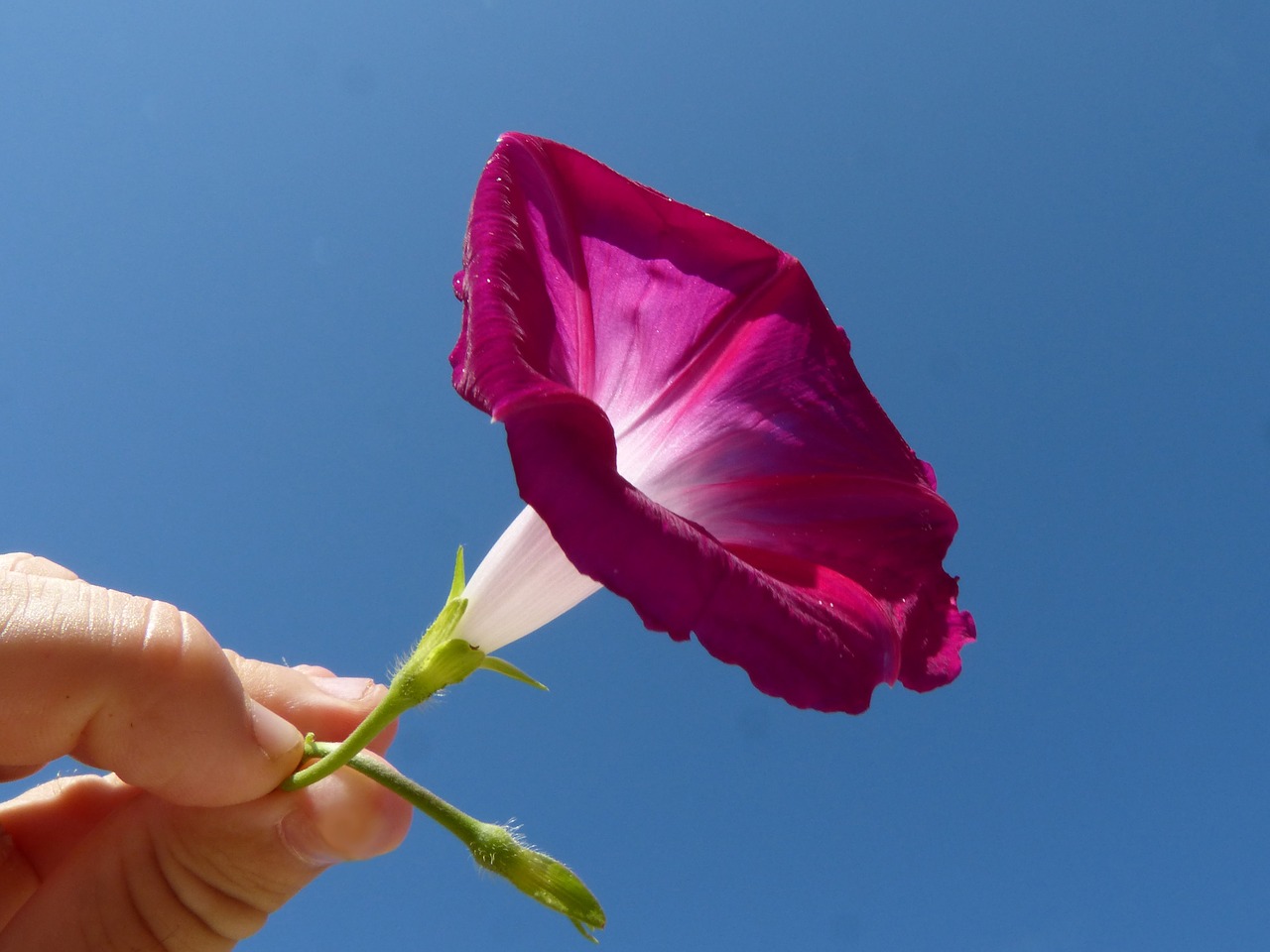 flower bell hand free photo