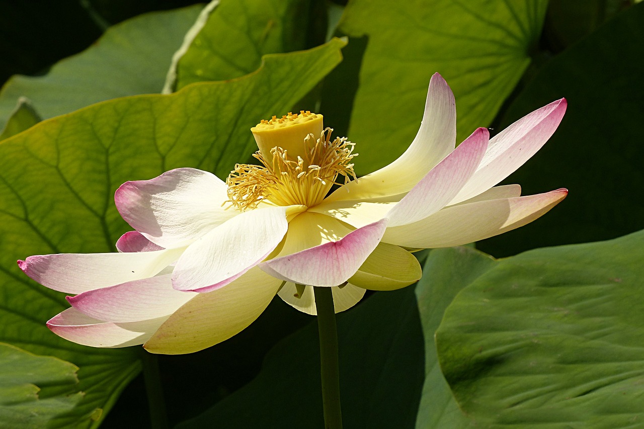 flower lotus flower lerlumbonaceae free photo