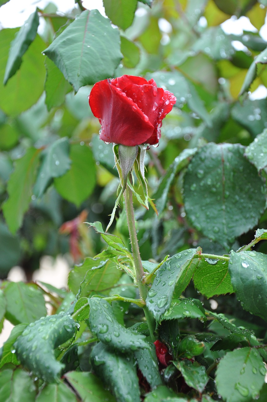 red rose flower rain free photo