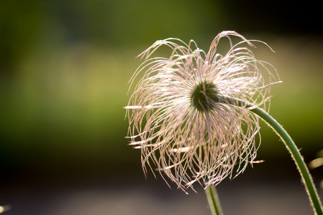 flower garden bloom free photo