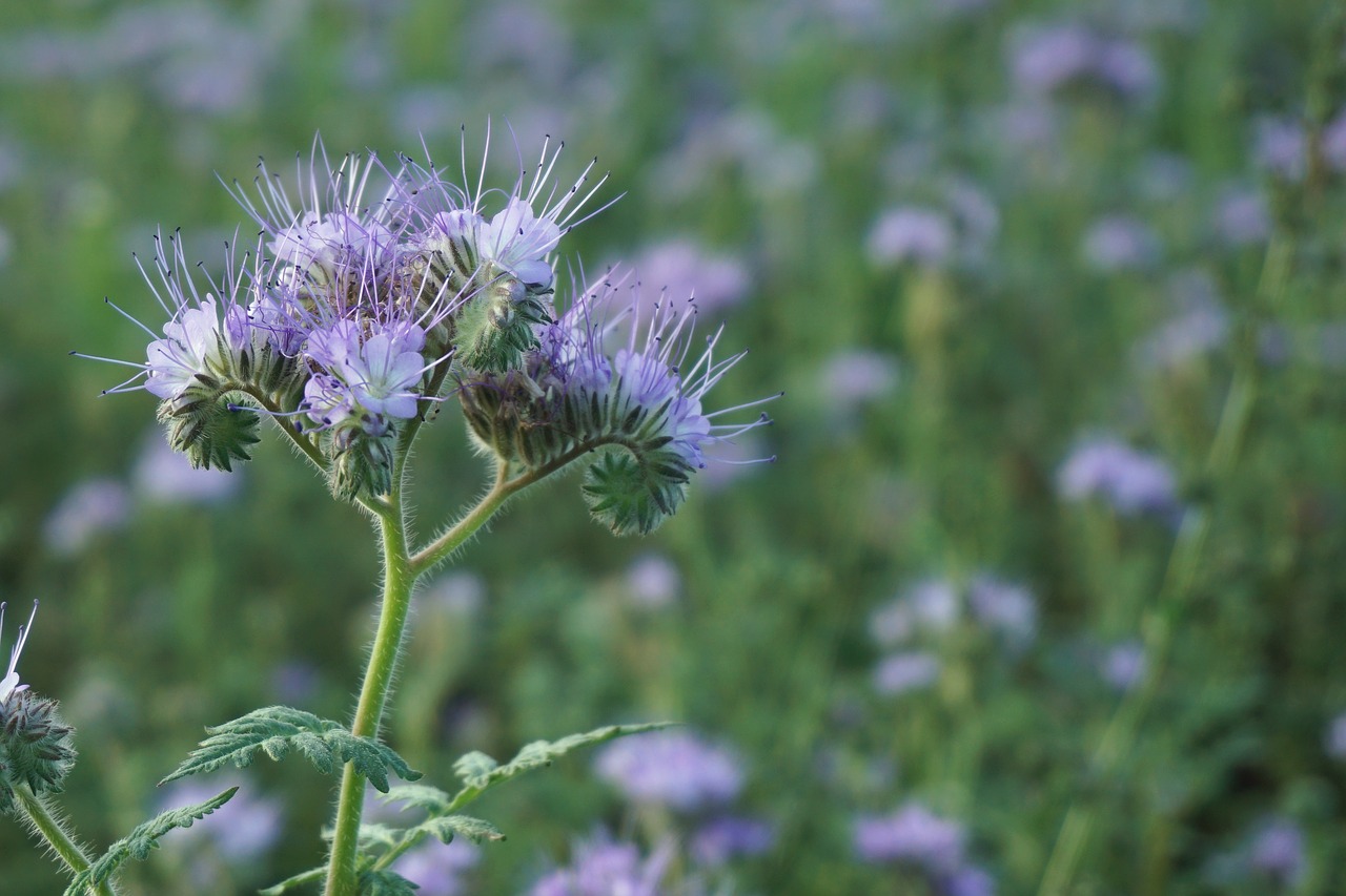 flower meadow blossom free photo