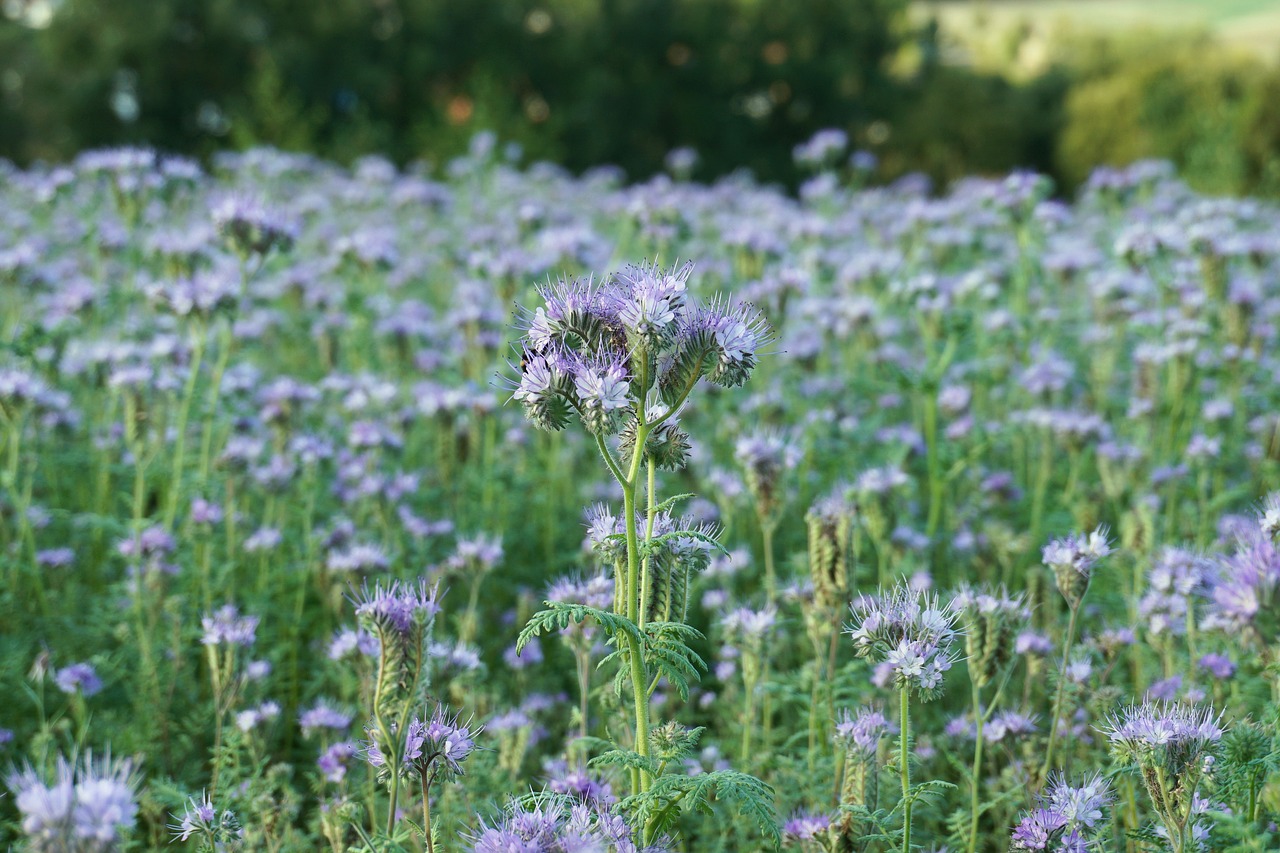 flower meadow blossom free photo