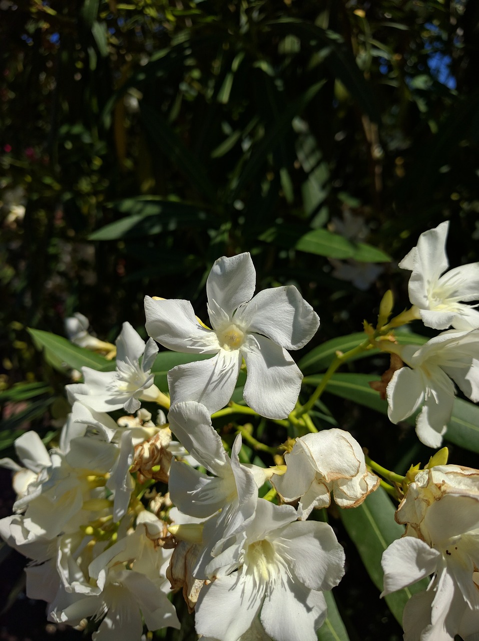 flower white sun free photo